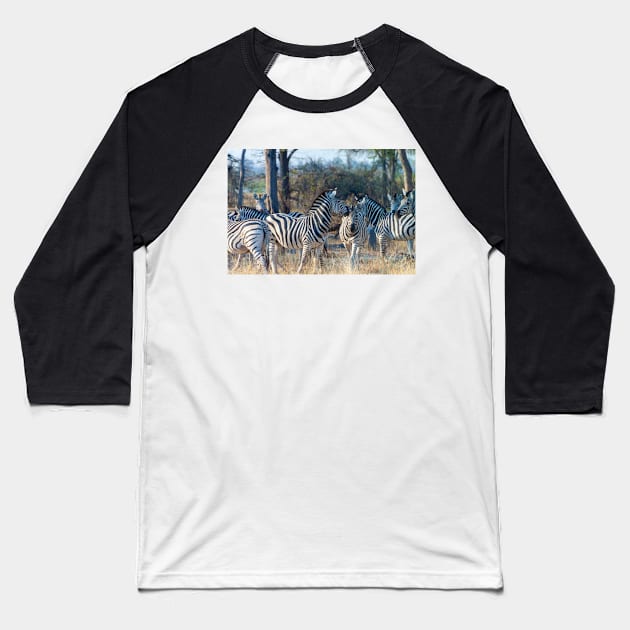 Zebra Herd in Moremi Game Reserve, Botswana Baseball T-Shirt by SafariByMarisa